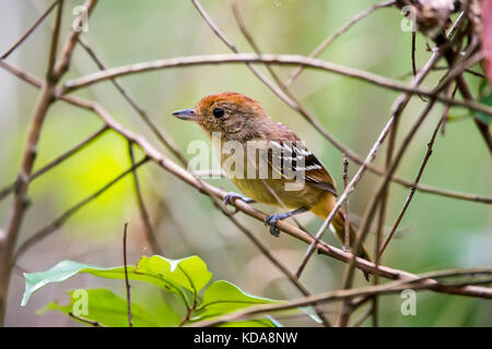 "Choca-de-sooretama (thamnophilus ambiguus) fotografado em Linhares, Espírito Santo Nordeste do Brasil. b... Mata Atlântica. registro feito em 2013 Stockfoto