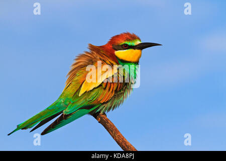 Europäische farbigen Vogel auf einem Zweig Stockfoto