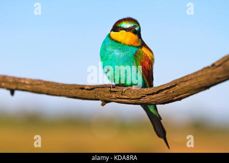 Wild Bird mit bunten Gefieder sitzt auf einem trockenen Zweig Stockfoto