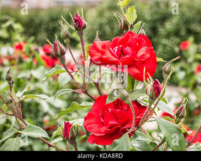 Rosenblütenblätter und rote Rosen blühen im Garten Stockfoto