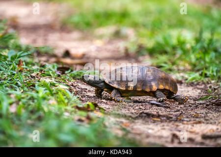 "Jabuti - Tinga (Chelonoidis denticulata) fotografado em Linhares, Espírito Santo Nordeste do Brasil. b... Mata Atlântica. registro feito em 2013. Stockfoto