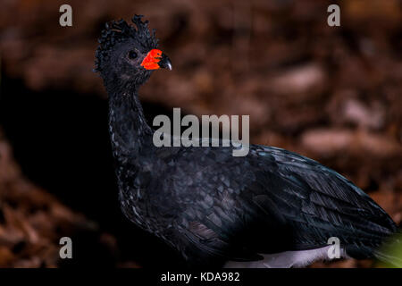 'Utum-de-bico-vermelho (Crax blumenbachii) fotografado na Fazenda Cupido e Refúgio, em Linhares, Espírito Santo - Sudeste do Brasil. Bioma Mata Atlâ Stockfoto