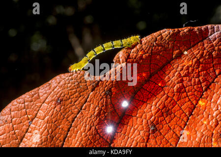 'Lagarta (Lepdoptera) fotografado em Linhares, Espírito Santo - Sudeste do Brasil. Bioma Mata Atlântica. Registrierung für 2013. ENGLISCH: Caterp Stockfoto