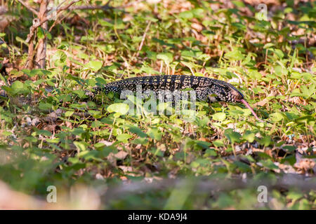 "Teiú (Salvator merianae) fotografado em Linhares, Espírito Santo Nordeste do Brasil. b... Mata Atlântica. registro feito em 2013. Englisch: bl Stockfoto