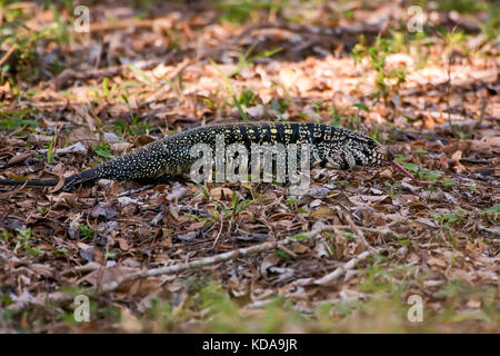 "Teiú (Salvator merianae) fotografado em Linhares, Espírito Santo Nordeste do Brasil. b... Mata Atlântica. registro feito em 2013. Englisch: bl Stockfoto