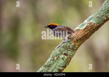 'Cuspidor-de-máscara-preta (Conopopophaga melanops) fotografado em Linhares, Espírito Santo - Sudeste do Brasil. Bioma Mata Atlântica. Registrierung Stockfoto