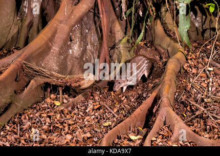 'PACA (Cuniculus paca) fotografado em Linhares, Espírito Santo - Sudeste do Brasil. Bioma Mata Atlântica. Registrierung für 2013. ENGLISCH: Lowla Stockfoto