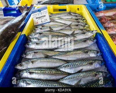 Französisch Frankreich Makrele Makrele FISCHWIRTSCHAFT Fisch Anzeige ordentlich Interleaved zum Verkauf bei Breton Fischmarkt in Moëlan-sur-Mer Bretagne Frankreich Abschaltdruck Stockfoto