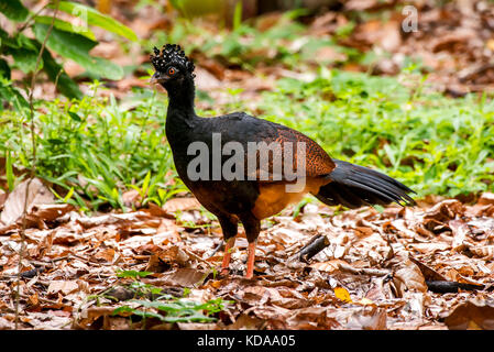 'Utum-de-bico-vermelho Fêmea (Crax blumenbachii) fotografado em Linhares, Espírito Santo - Sudeste do Brasil. Bioma Mata Atlântica. Registrierung Stockfoto