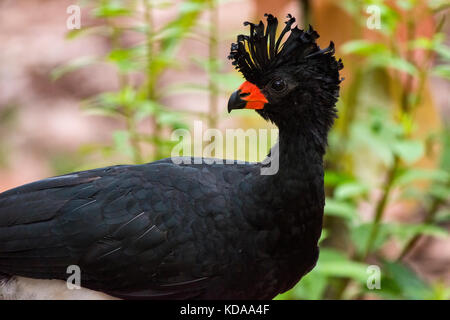 'Utum-de-bico-vermelho Macho (Crax blumenbachii) fotografado em Linhares, Espírito Santo - Sudeste do Brasil. Bioma Mata Atlântica. Registrierung Stockfoto