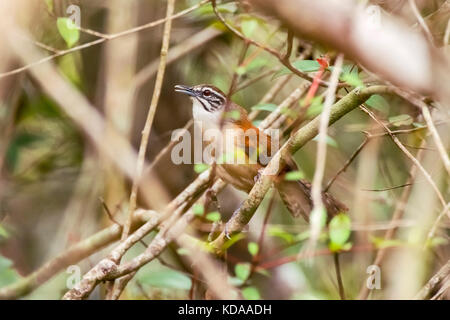 "Garrinchão-pai-avô (pheugopedius Genibarbis) fotografado em Guarapari, Espírito Santo Nordeste do Brasil. b... Mata Atlântica. registro feito Em2 Stockfoto