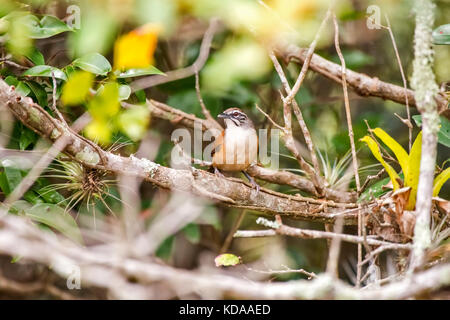 "Garrinchão-pai-avô (pheugopedius Genibarbis) fotografado em Guarapari, Espírito Santo Nordeste do Brasil. b... Mata Atlântica. registro feito Em2 Stockfoto