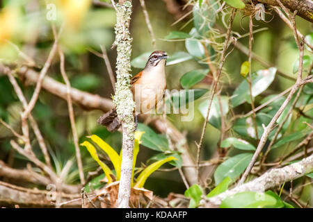 "Garrinchão-pai-avô (pheugopedius Genibarbis) fotografado em Guarapari, Espírito Santo Nordeste do Brasil. b... Mata Atlântica. registro feito Em2 Stockfoto