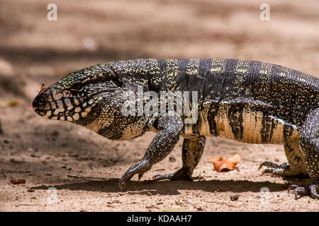 "Teiú (Salvator merianae) fotografado em Linhares, Espírito Santo Nordeste do Brasil. b... Mata Atlântica. registro feito em 2013. Englisch: bl Stockfoto