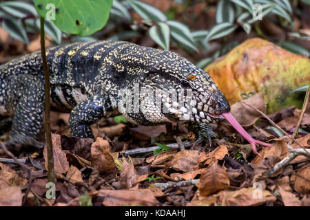 "Teiú (Salvator merianae) fotografado em Linhares, Espírito Santo Nordeste do Brasil. b... Mata Atlântica. registro feito em 2013. Englisch: bl Stockfoto