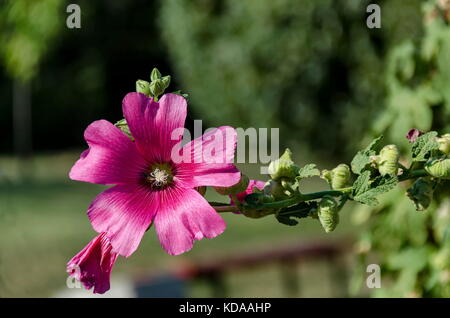 Close-up Malve oder Alcea rosea rosa Blume mit Biene auf Garten, Sofia, Bulgarien Stockfoto