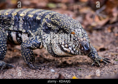 "Teiú (Salvator merianae) fotografado em Linhares, Espírito Santo Nordeste do Brasil. b... Mata Atlântica. registro feito em 2013. Englisch: bl Stockfoto