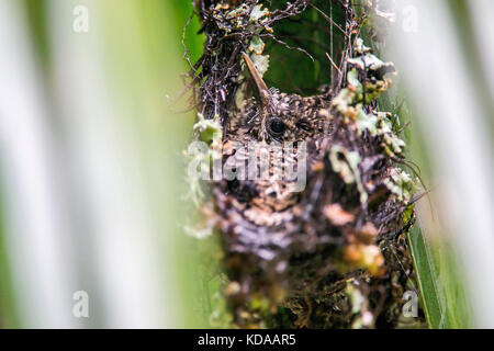 "Ninho de beija-flor balança - Rabo-de-BICO-Torto (AVE) fotografado em Santa Teresa, Espírito Santo Nordeste do Brasil. b... Mata Atlântica. registro Stockfoto