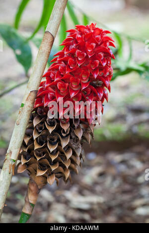 Rotem wachs Ingwer (tapeinochilos ananassae) Blütenstand. jindalba Boardwalk. Daintree Nationalpark. Cow Bay. Queensland Australien. Stockfoto