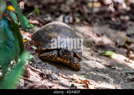 "Jabuti - Tinga (Chelonoidis denticulata) fotografado em Linhares, Espírito Santo Nordeste do Brasil. b... Mata Atlântica. registro feito em 2014. Stockfoto