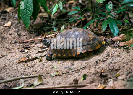 "Jabuti - Tinga (Chelonoidis denticulata) fotografado em Linhares, Espírito Santo Nordeste do Brasil. b... Mata Atlântica. registro feito em 2014. Stockfoto