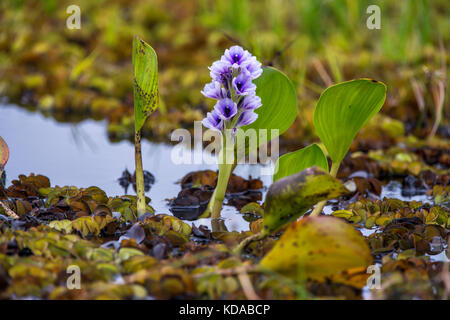 "Aguapé (eichhornia Azurea) fotografado em Linhares, Espírito Santo Nordeste do Brasil. b... Mata Atlântica. registro feito em 2014. Englisch: Stockfoto