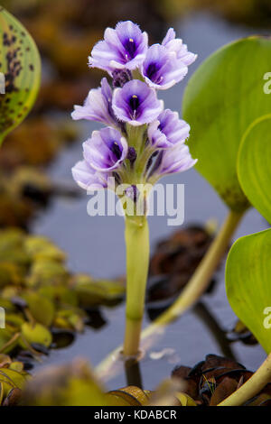 "Aguapé (eichhornia Azurea) fotografado em Linhares, Espírito Santo Nordeste do Brasil. b... Mata Atlântica. registro feito em 2014. Englisch: Stockfoto