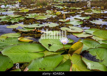 'Ninféia-azul (Nymphaea caerulea) fotografado em Linhares, Espírito Santo - Sudeste do Brasil. Bioma Mata Atlântica. Registrierung für 2014. DEU Stockfoto