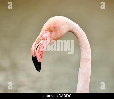 Porträt einer Flamingo (phoenicopterus Roseus) in der Camargue fotografiert. Stockfoto