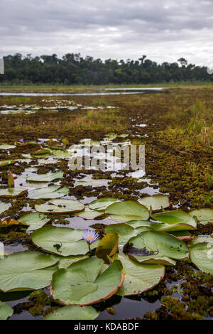 'Ninféia-azul (Nymphaea caerulea) fotografado em Linhares, Espírito Santo - Sudeste do Brasil. Bioma Mata Atlântica. Registrierung für 2014. DEU Stockfoto