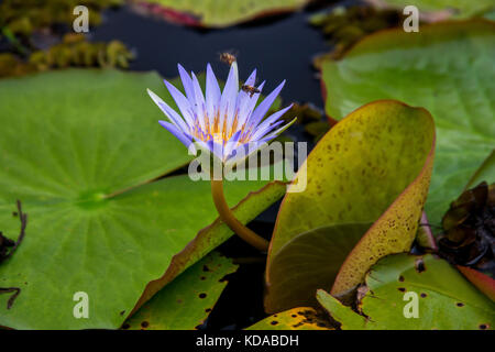 'Ninféia-azul (Nymphaea caerulea) fotografado em Linhares, Espírito Santo - Sudeste do Brasil. Bioma Mata Atlântica. Registrierung für 2014. DEU Stockfoto