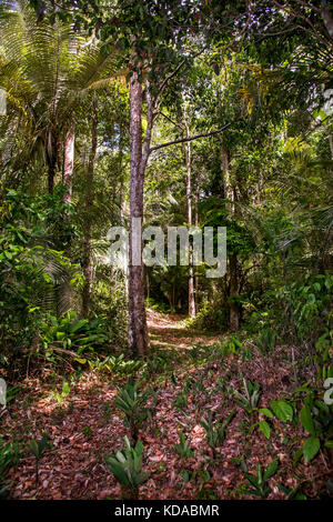 'Floresta (paisagem) fotografado em Linhares, Espírito Santo - Sudeste do Brasil. Bioma Mata Atlântica. Registrierung für 2015. ENGLISCH: Forest Stockfoto