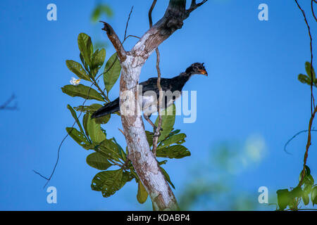 'Utum-de-bico-vermelho (Crax blumenbachii) fotografado em Linhares, Espírito Santo - Sudeste do Brasil. Bioma Mata Atlântica. Registrierung für 2015 Stockfoto