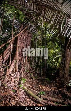 'Floresta (paisagem) fotografado em Linhares, Espírito Santo - Sudeste do Brasil. Bioma Mata Atlântica. Registrierung für 2015. ENGLISCH: Forest Stockfoto