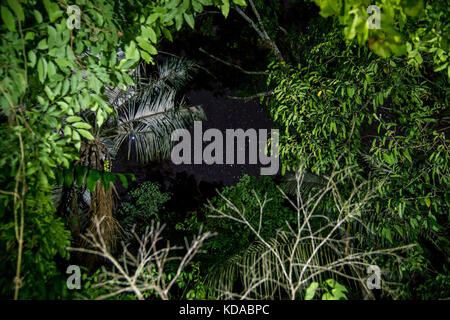 'Floresta (paisagem) fotografado em Linhares, Espírito Santo - Sudeste do Brasil. Bioma Mata Atlântica. Registrierung für 2015. ENGLISCH: Forest Stockfoto