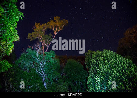 'Floresta (paisagem) fotografado em Linhares, Espírito Santo - Sudeste do Brasil. Bioma Mata Atlântica. Registrierung für 2015. ENGLISCH: Forest Stockfoto