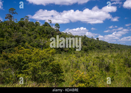 'Floresta (paisagem) fotografado em Linhares, Espírito Santo - Sudeste do Brasil. Bioma Mata Atlântica. Registrierung für 2015. ENGLISCH: Forest Stockfoto