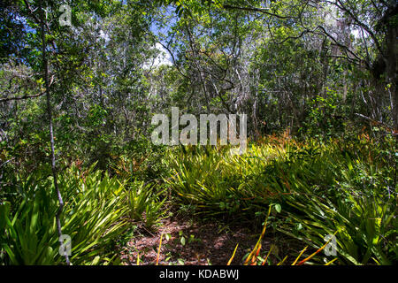 'Floresta (paisagem) fotografado em Linhares, Espírito Santo - Sudeste do Brasil. Bioma Mata Atlântica. Registrierung für 2015. ENGLISCH: Forest Stockfoto