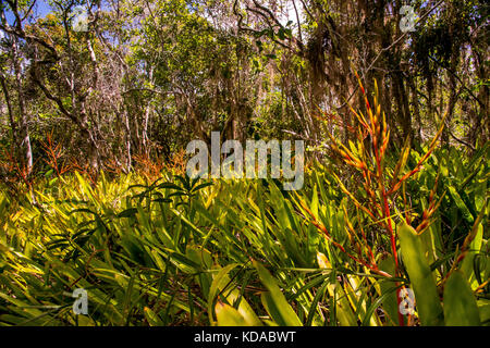 'Floresta (paisagem) fotografado em Linhares, Espírito Santo - Sudeste do Brasil. Bioma Mata Atlântica. Registrierung für 2015. ENGLISCH: Forest Stockfoto