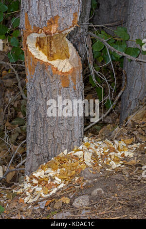 Stark gekaut Pappel Baum von Nordamerikanischen Biber, zeigt Zähne zerbissen Markierungen in Baum und Späne auf den Boden, Colorado USA. Stockfoto