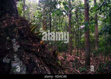 'Floresta (paisagem) fotografado em Linhares, Espírito Santo - Sudeste do Brasil. Bioma Mata Atlântica. Registrierung für 2015. ENGLISCH: Forest Stockfoto