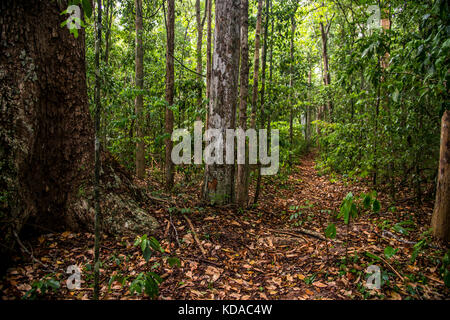 'Floresta (paisagem) fotografado em Linhares, Espírito Santo - Sudeste do Brasil. Bioma Mata Atlântica. Registrierung für 2015. ENGLISCH: Forest Stockfoto