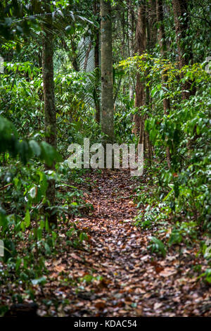 'Floresta (paisagem) fotografado em Linhares, Espírito Santo - Sudeste do Brasil. Bioma Mata Atlântica. Registrierung für 2015. ENGLISCH: Forest Stockfoto