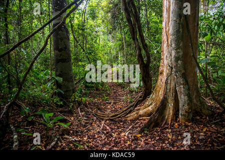 'Floresta (paisagem) fotografado em Linhares, Espírito Santo - Sudeste do Brasil. Bioma Mata Atlântica. Registrierung für 2015. ENGLISCH: Forest Stockfoto