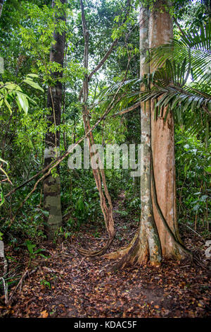 'Floresta (paisagem) fotografado em Linhares, Espírito Santo - Sudeste do Brasil. Bioma Mata Atlântica. Registrierung für 2015. ENGLISCH: Forest Stockfoto