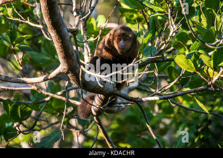 'Macaco-prego-de-crista (Sapajus robustus) fotografado em Linhares, Espírito Santo - Sudeste do Brasil. Bioma Mata Atlântica. Registrierung für 2015. Stockfoto