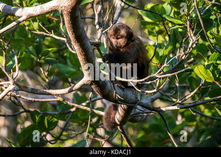 'Macaco-prego-de-crista (Sapajus robustus) fotografado em Linhares, Espírito Santo - Sudeste do Brasil. Bioma Mata Atlântica. Registrierung für 2015. Stockfoto