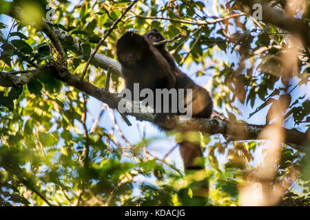 'Macaco-prego-de-crista (Sapajus robustus) fotografado em Linhares, Espírito Santo - Sudeste do Brasil. Bioma Mata Atlântica. Registrierung für 2015. Stockfoto