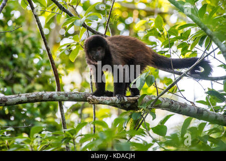 'Macaco-prego-de-crista (Sapajus robustus) fotografado em Linhares, Espírito Santo - Sudeste do Brasil. Bioma Mata Atlântica. Registrierung für 2015. Stockfoto