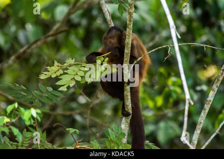 'Macaco-prego-de-crista (Sapajus robustus) fotografado em Linhares, Espírito Santo - Sudeste do Brasil. Bioma Mata Atlântica. Registrierung für 2015. Stockfoto